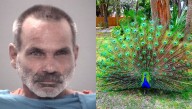 Florida man accused of killing and eating his peacocks