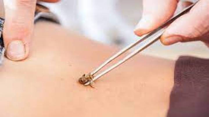 Picadura de abeja causa más decesos