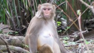 Are monkeys invasive to Florida? See viral video of 'raining monkeys'