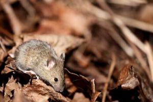 Covid virus changes sperm in mice, may raise anxiety in offspring: study