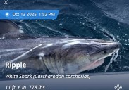 Six Sharks, Including 1,000-Pound Great White, Ping Off East Coast Amid Nor’easter