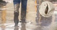 Gusanos cola de rata﻿ invaden Veracruz tras inundaciones, ¿qué tan peligrosos son?