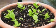 5 October Garden Tasks That Always Pay Off Big in Fall and Winter