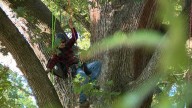 Shelby Park to host Kentucky Tree Climbing Championship this weekend