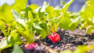 How To Grow Radishes Indoors So You Can Enjoy Them Year