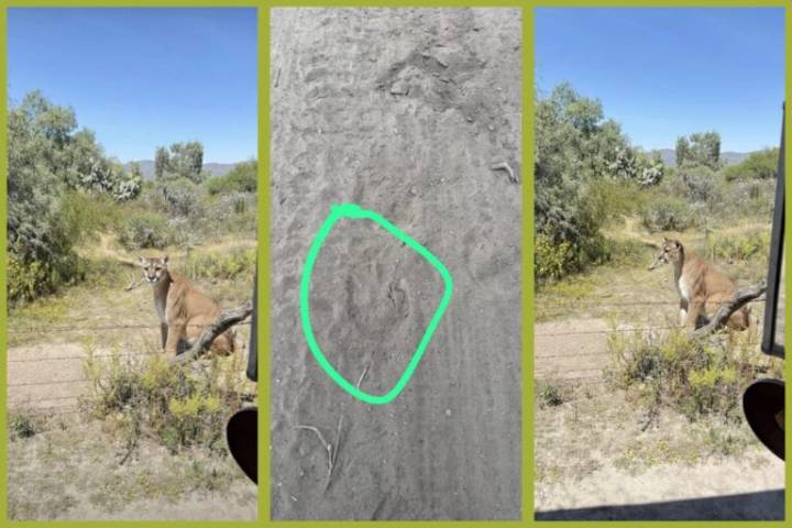 ¿Un puma deambula en San Agustín Tlaxiaca? Esto es lo que se sabe…