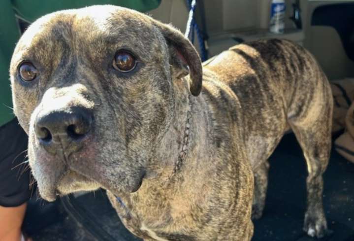 Chance, the Syracuse dog stabbed in neck, released from veterinary hospital