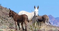 Report: Wild donkeys damage saguaros, other plants vital for the desert ecosystem