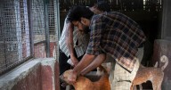 India's top court wanted Delhi's stray dogs gone, but it may have worsened the issue