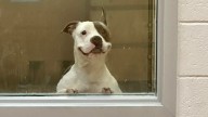 Texas Shelter Dog’s Endearing Smile Melts Hearts As He Waits For His Forever Home