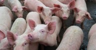 Man, 67, has pig kidney removed from his body after 271 days and is back on dialysis