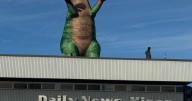 'Welcome to Jurassic Park': Fairbanks Symphony's pet dino, Ed-rrawrd, stomps onto roof of News