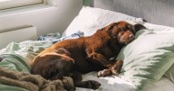 Animal expert settles debate on whether you should let dogs sleep in your bed