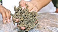 Navi Mumbai News: Anti-Narcotics Cell Seizes 1.3 Kg Ganja Worth ₹1.31 Lakh In CBD Belapur