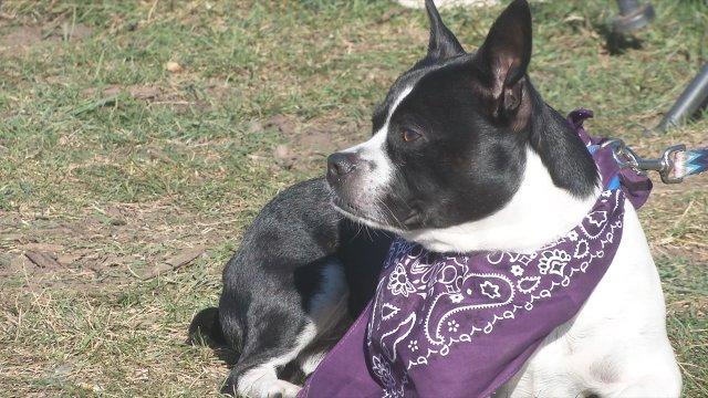 CASDA holds ‘Paw’sitive Project event, raising awareness for pets in domestic abuse situations