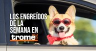 Los consentidos de Trome llegan con ternura, travesuras y mucha personalidad ¡Conócelos!