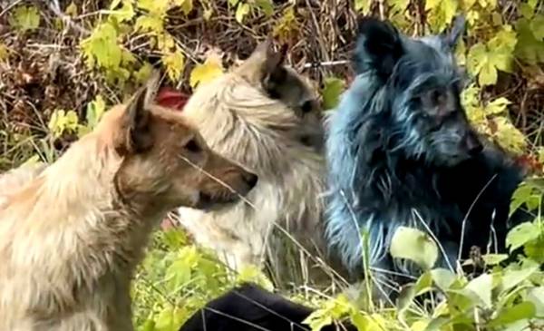 Chernobyl: encontraron perros con pelaje azul cerca de la planta nuclear