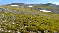 La Antártida "reverdece" a un ritmo alarmante por el calentamiento global