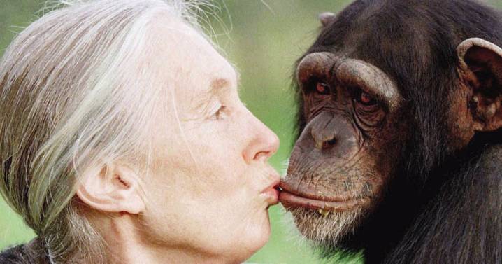 Muere Jane Goodall, pionera en el estudio de los chimpancés