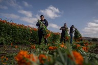 Octubre tiñe de naranja los campos de cempasúchil en Playas de Rosarito