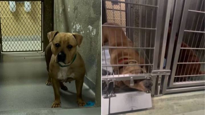 New York Shelter Mama Dog Shows Heartfelt Compassion By Comforting A Crying Puppy Through The Bars