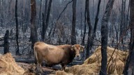 El Gobierno activa las ayudas a los agricultores afectados por los incendios: de 1.500 a 16.000 euros