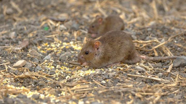 Batalla contra las ratas en Las Palmas de Gran Canaria: la ciudad refuerza la desratización con un nuevo contrato