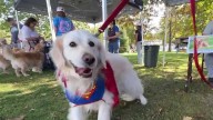 Goldens on the Green returns to Amherst, raises money for Operation Delta Dog