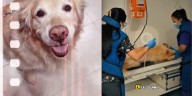 Protección Animal dio a conocer el diagnóstico de la perrita Samantha, brutalmente golpeada por su dueño en Bogotá: tiene una fractura antigua por maltrato