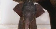 Meet Lady Bird, Fort Worth Zoo's newest baby elephant