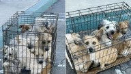 Seven Puppies Left In A Cramped Cage Outside California Rescue Leave One Woman Desperate To Save Them