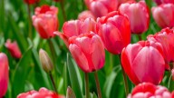 The Surprising Container You Can Plant Bulbs In For Gorgeous Spring Blooms