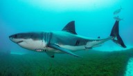 Teenage Boy In Critical Condition Following Shark Attack In Australia