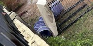 Tempe microburst devastates small dog rescue, forcing temporary closure