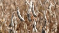 China agrees to purchase 25 million metric tons of U.S. soybeans annually, treasury secretary says