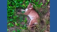 Mountain lion caught on video in rare Missouri sighting