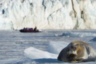 Declive global de especies de aves y amenazas para focas árticas