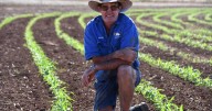 Northwest farmers turn to sorghum after wet disrupts plans