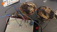 Los ordenadores del futuro usarán hongos como chips