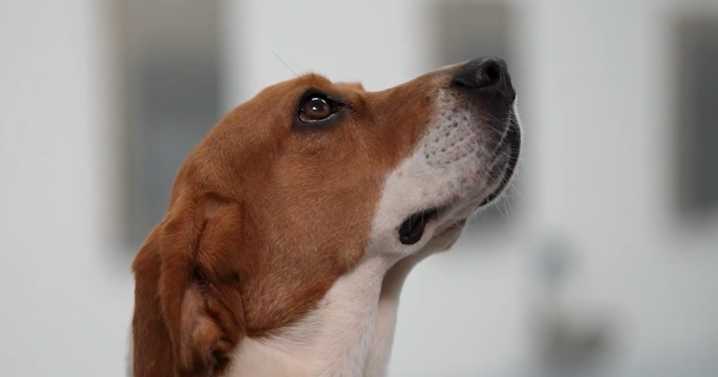 Beagles trained to sniff out cancer in innovative early detection test