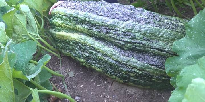 Maine woman’s giant zucchini misses setting U.S. record due to tiny crack