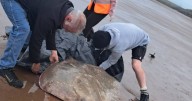 Critically endangered sea creature rescued after being washed up on Scots beach