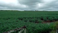 Se esperan lluvias “moderadas a abundantes” sobre el norte y el centro