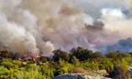 Ofrecen ayuda para regenerar los alcornocales incendiados en Extremadura