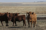 North Dakota livestock leaders disappointed after Trump suggests US buy beef from Argentina