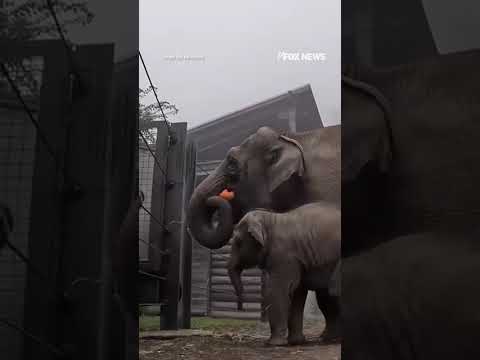 SPOOKY SEASON: Baby elephant’s pumpkin party gets cut short #shorts #cute #animal #usa #oregon