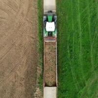 Record potato harvest is no boon in fries