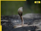 In THIS Indian village, people keep cobras as pets, it is...