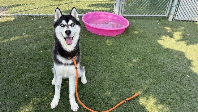 ‘Pause for Pets’: Take a moment to meet Jack!