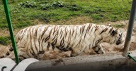 Localizan muerto a tigre de bengala que escapó de zoológico en Xicotepec